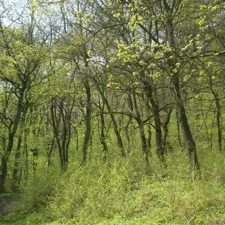 ベッド・アンド・ブレックファスト Vadregeny Panzio *