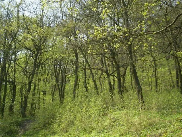 Couette-café Vadregeny Panzio *